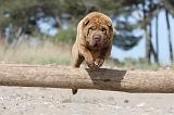 SHAR-PEI 239